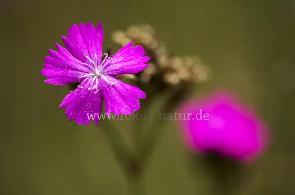 Fokus-Natur Bild