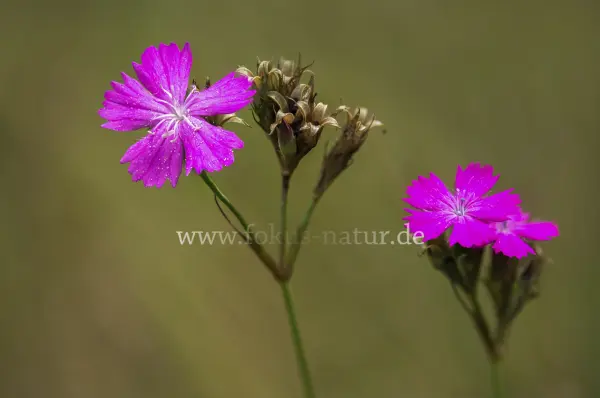 Fokus-Natur Bild