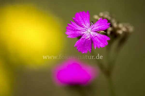 Fokus-Natur Bild