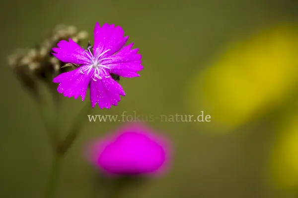 Fokus-Natur Bild