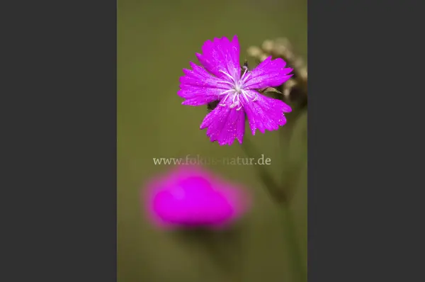 Fokus-Natur Bild