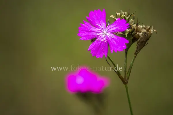 Fokus-Natur Bild