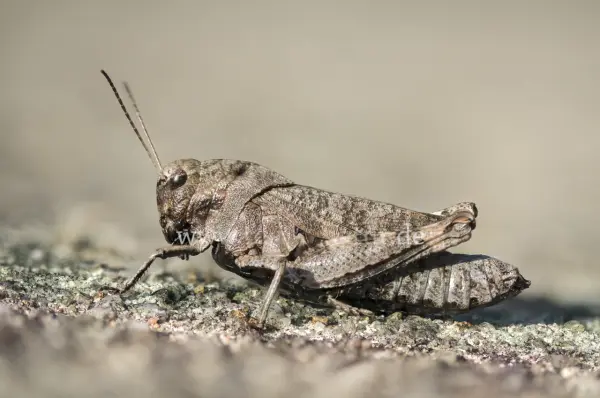 Fokus-Natur Bild
