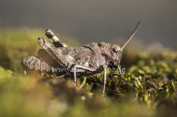 Fokus-Natur Bild