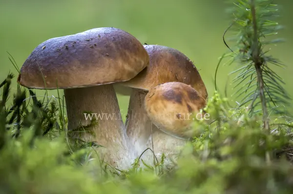 Fokus-Natur Bild