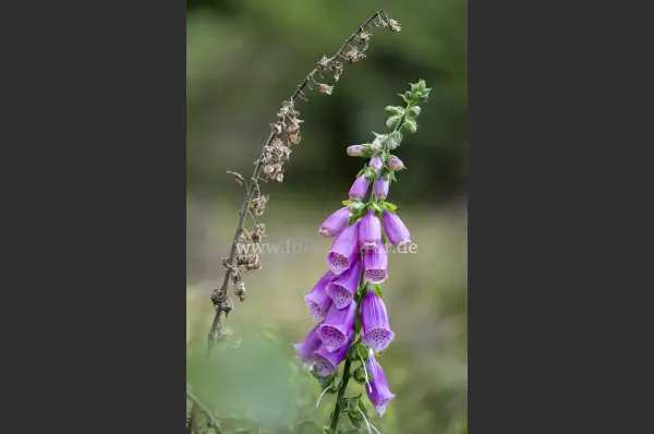 Fokus-Natur Bild