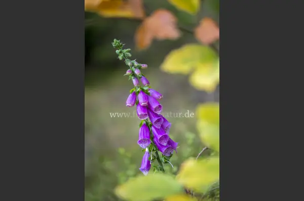 Fokus-Natur Bild