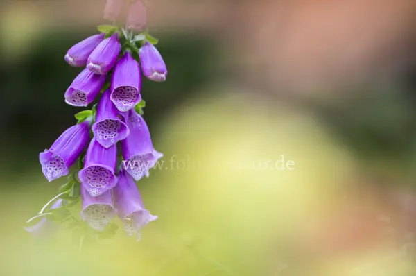 Fokus-Natur Bild
