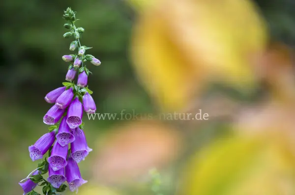 Fokus-Natur Bild
