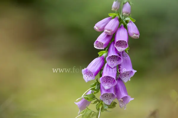 Fokus-Natur Bild