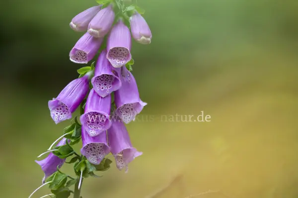 Fokus-Natur Bild