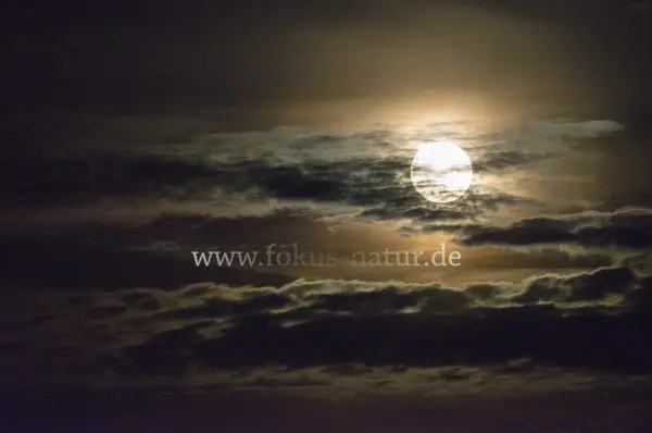 Fokus-Natur Bild