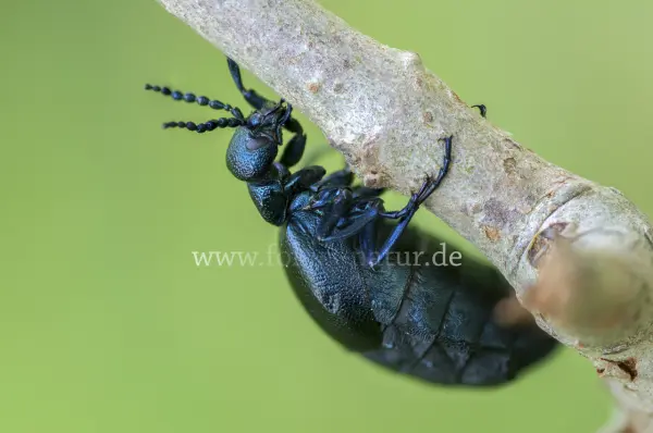 Fokus-Natur Bild