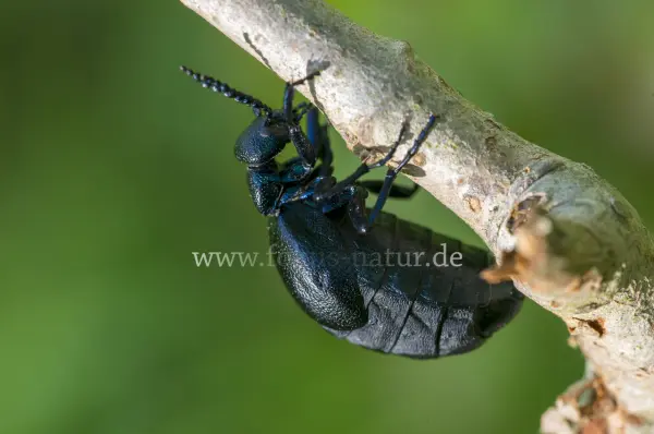 Fokus-Natur Bild