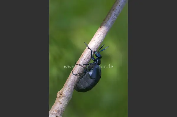 Fokus-Natur Bild