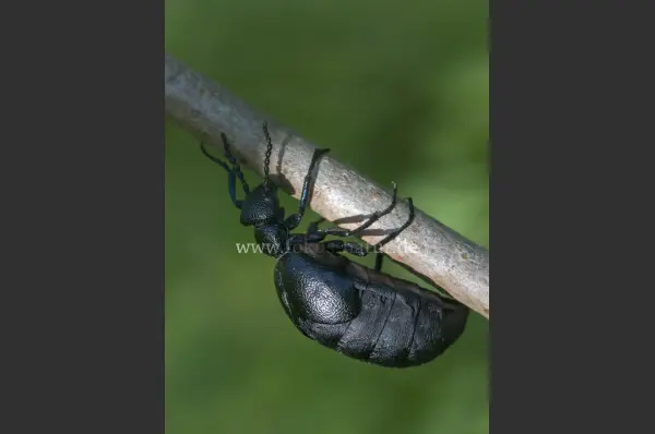 Fokus-Natur Bild
