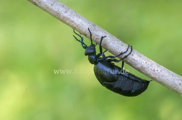 Fokus-Natur Bild
