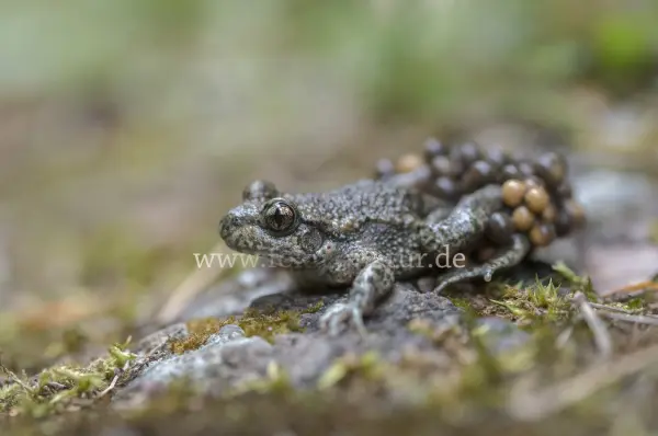 Fokus-Natur Bild