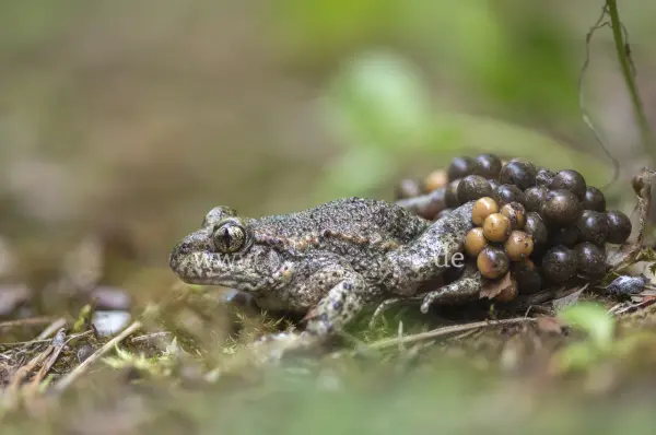 Fokus-Natur Bild