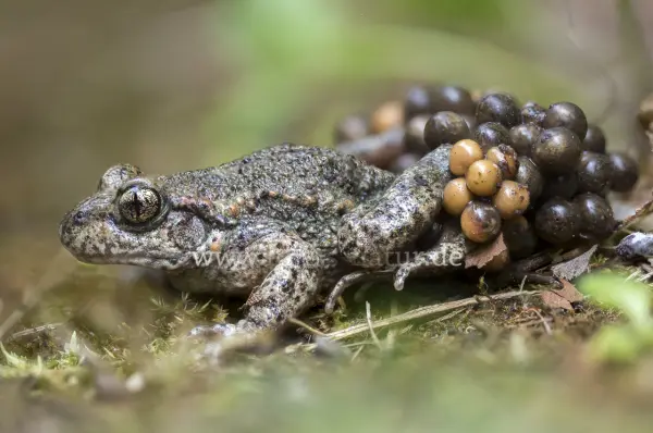 Fokus-Natur Bild
