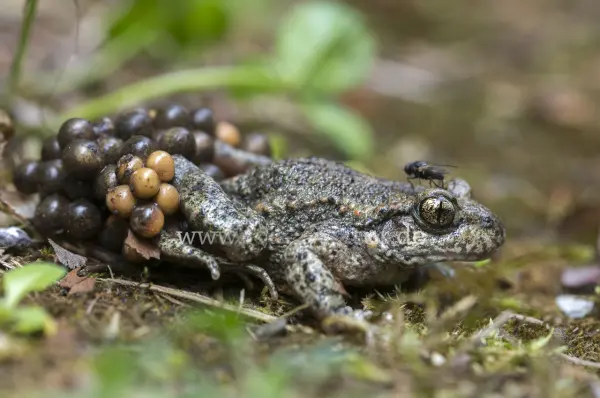 Fokus-Natur Bild