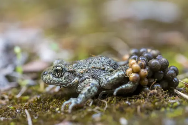 Fokus-Natur Bild
