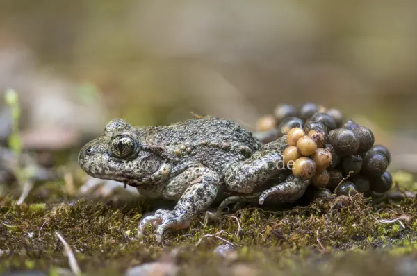 Fokus-Natur Bild