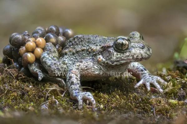 Fokus-Natur Bild