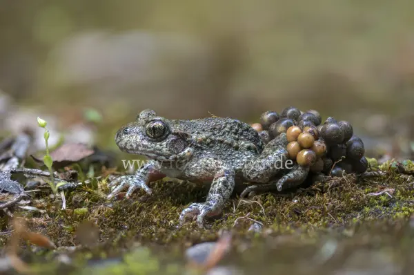 Fokus-Natur Bild