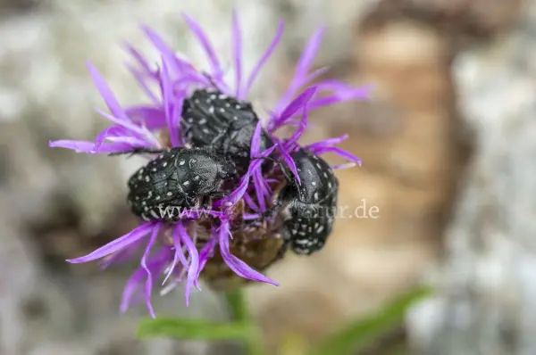 Fokus-Natur Bild