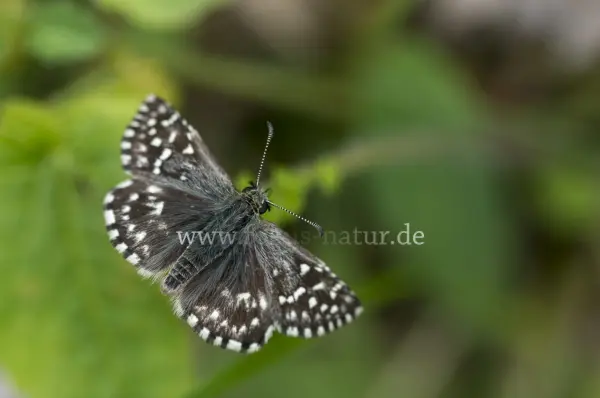 Fokus-Natur Bild