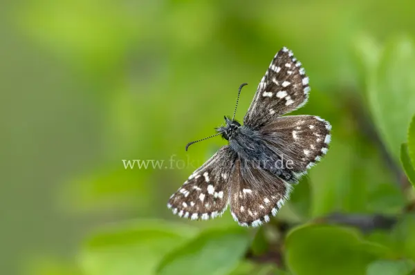 Fokus-Natur Bild