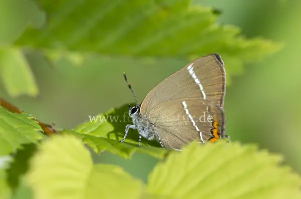 Fokus-Natur Bild