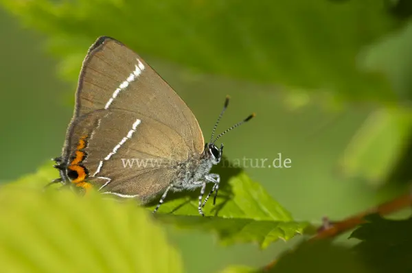 Fokus-Natur Bild