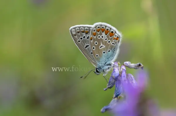 Fokus-Natur Bild