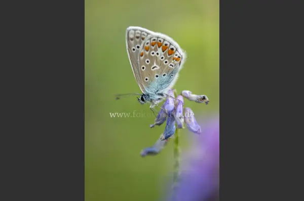 Fokus-Natur Bild