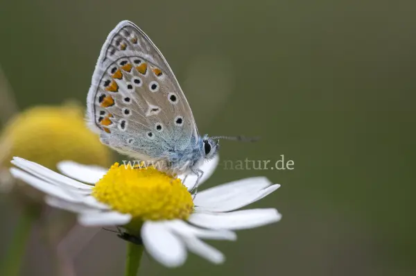 Fokus-Natur Bild