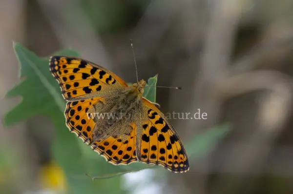 Fokus-Natur Bild