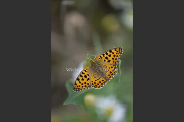 Fokus-Natur Bild