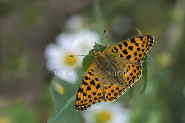 Fokus-Natur Bild