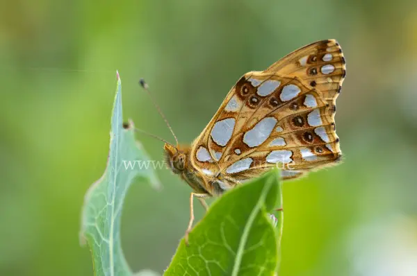 Fokus-Natur Bild