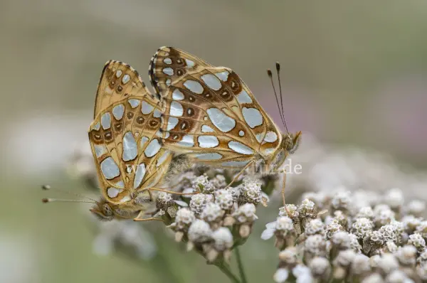 Fokus-Natur Bild