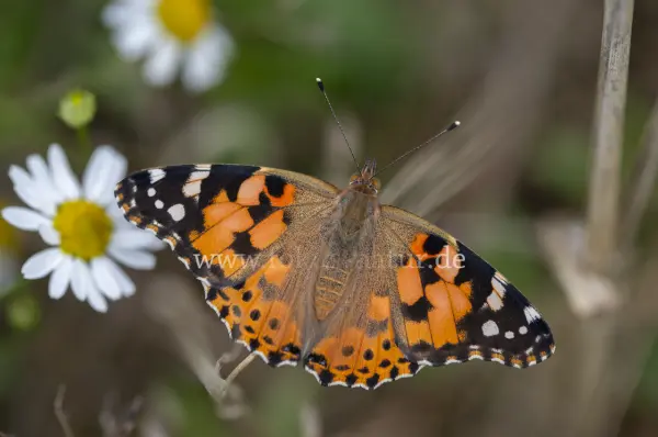 Fokus-Natur Bild