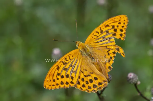 Fokus-Natur Bild