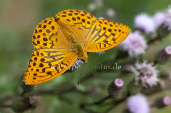 Fokus-Natur Bild
