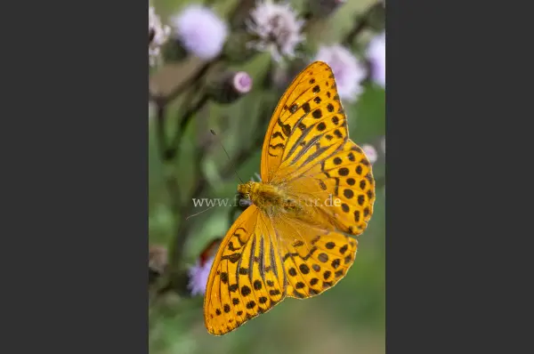 Fokus-Natur Bild
