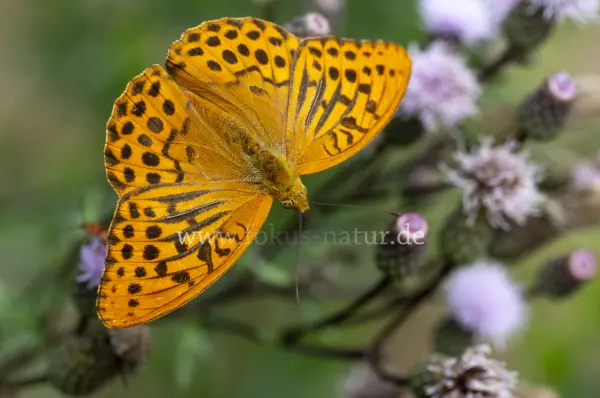 Fokus-Natur Bild