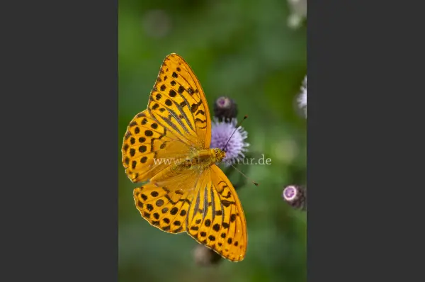 Fokus-Natur Bild