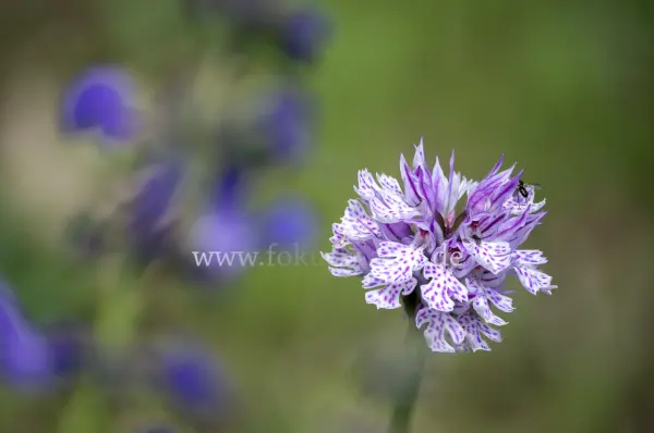 Fokus-Natur Bild