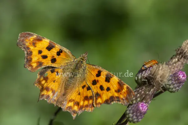 Fokus-Natur Bild